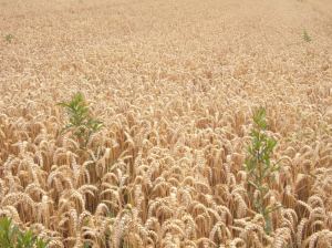 wheat and tares