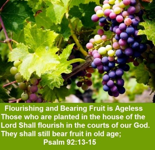 bear fruit in old age