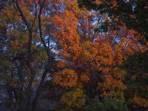 OLYMPUS DIGITAL CAMERA