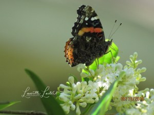 ae78643e-4287-46a9-918b-4194b32b5957-1