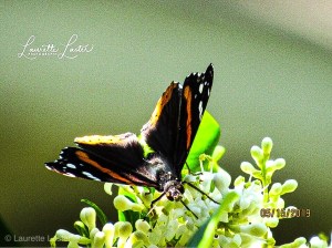 b8af1f34-3ff4-4062-8aab-d0d56fa16912