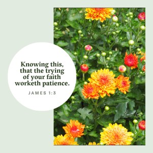 biblelens_2019_10_25_13_07_33_1130