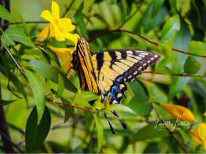 aae07a2b-aa85-455d-8e19-5ec9ae52f00e-1